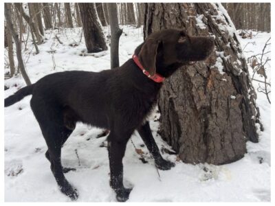 ZAGINĄŁ PIES WAŁBRZYCH