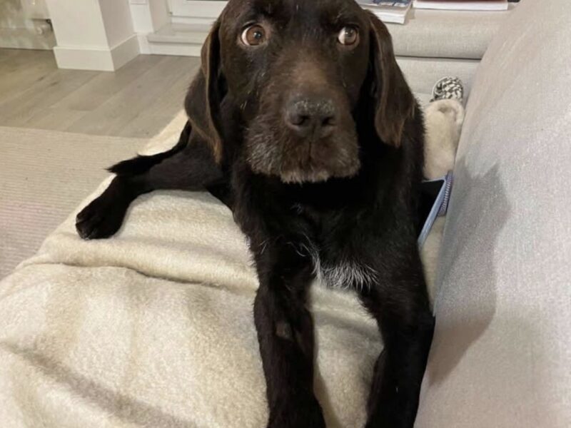 ZAGINĄŁ PIES WAŁBRZYCH