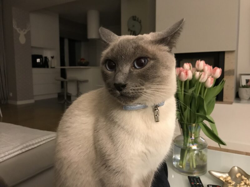 Zaginął kotek Theodor