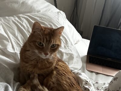 Zaginął kotek Gucio