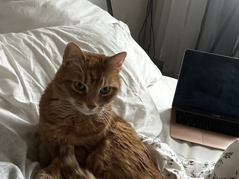 Zaginął kotek Gucio