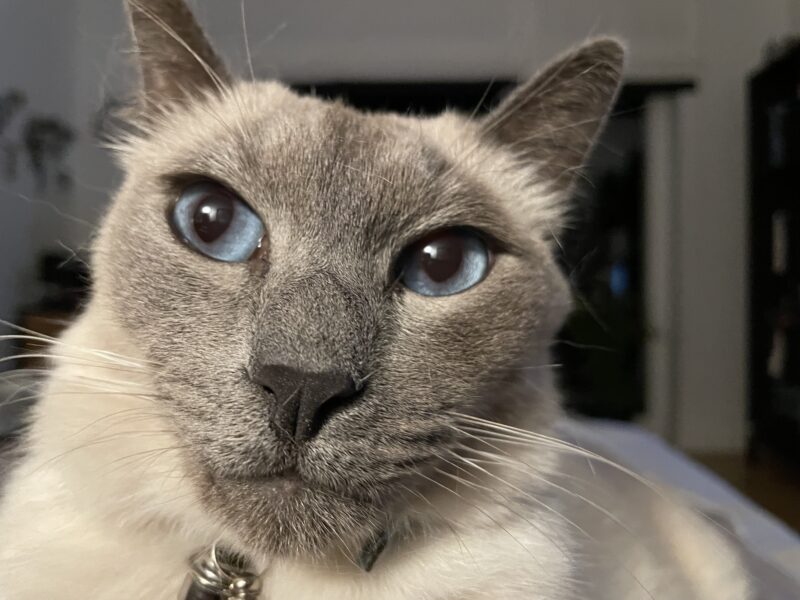 Zaginął kotek Theodor