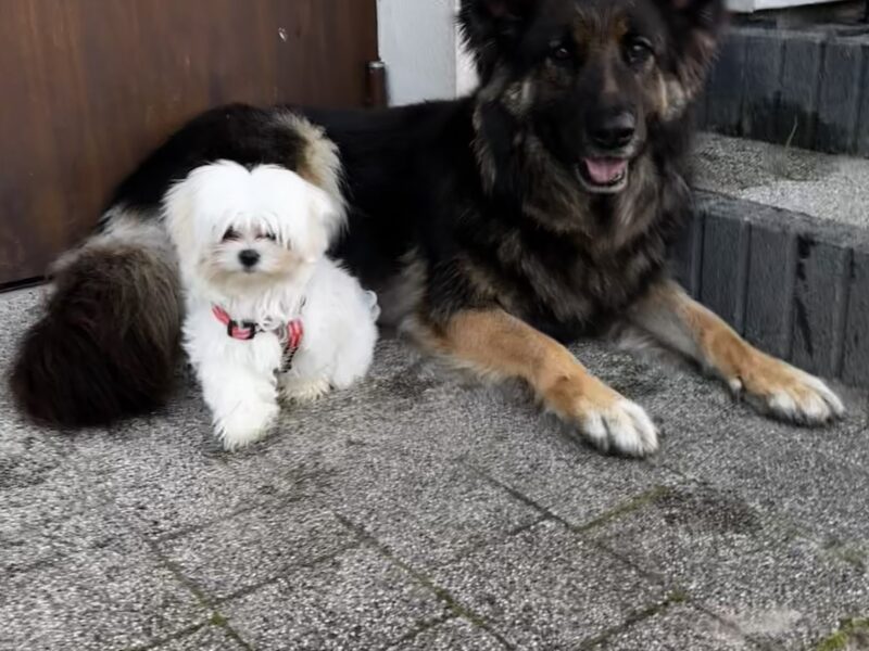 Zaginęła Diana - Owczarek Niemiecki