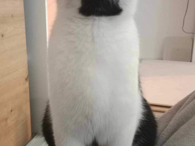 Zaginął Kot Kabanos