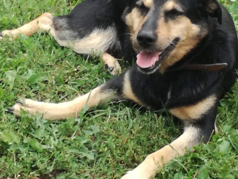 Zaginął 17 letni pies Bary