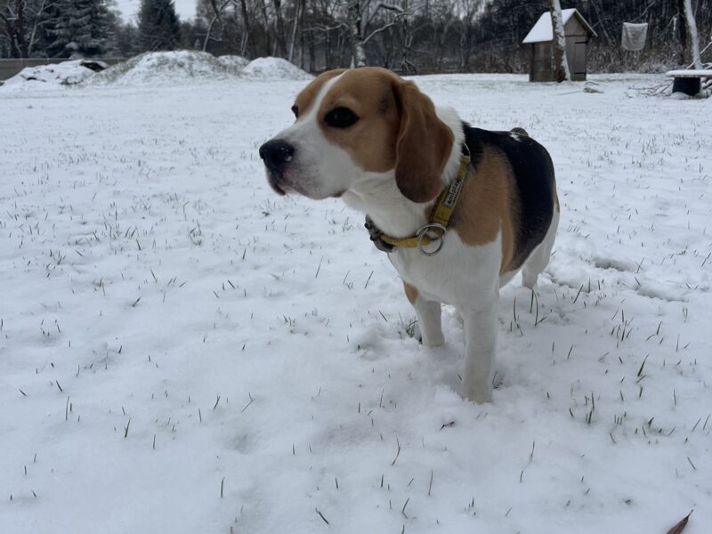 Zaginął pies rasy Beagle 01.01.2025 Skiper