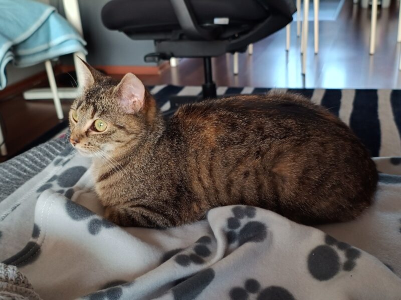 Zaginęła kotka Miśka