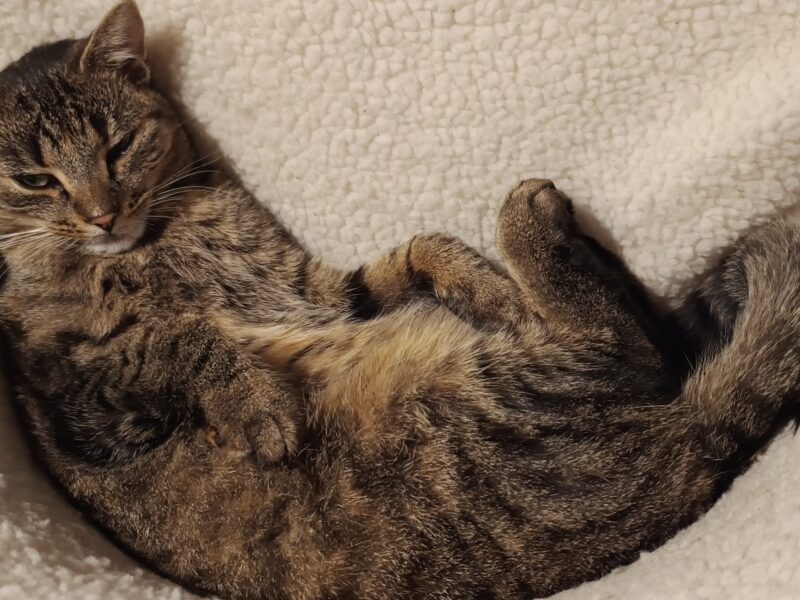 Zaginęła kotka Miśka