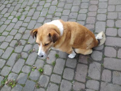 Zaginął pies!! Sokół