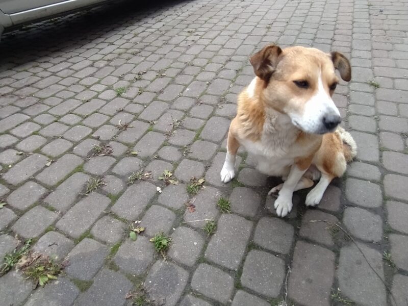 Zaginął pies!! Sokół