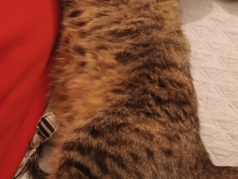 Zaginęła kotka Miśka