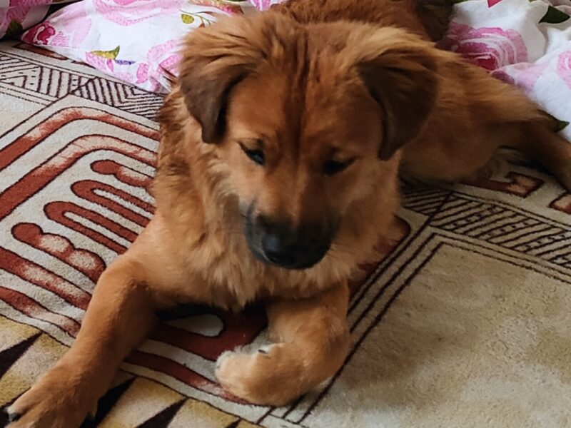 Szczeniaki 8 miesięcy Tokyo