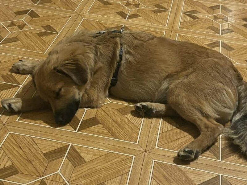 Szczeniaki 8 miesięcy Tokyo