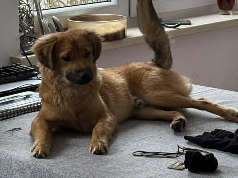 Szczeniaki 8 miesięcy Tokyo