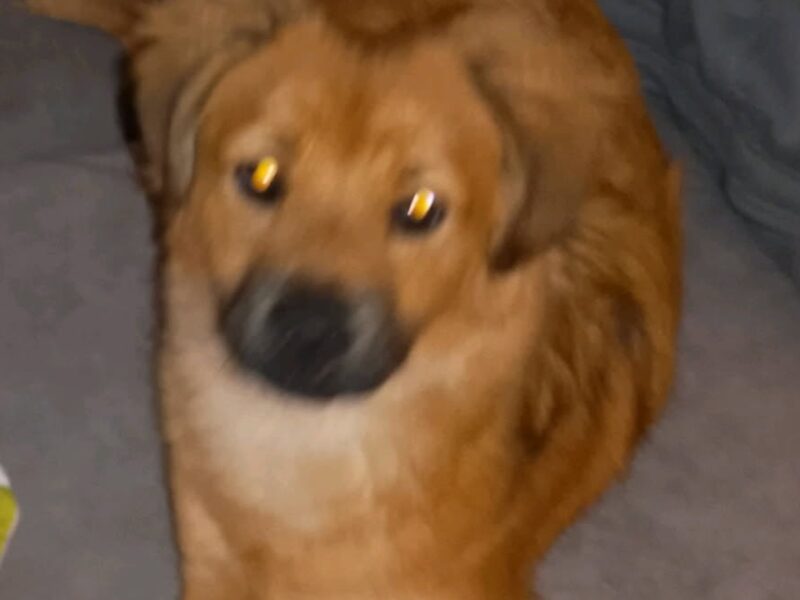 Szczeniaki 8 miesięcy Tokyo