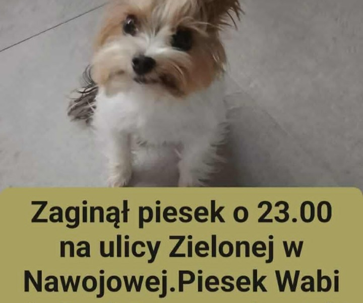 Zaginął Piesek Popi