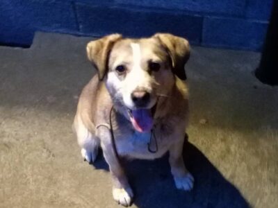 Zaginęła suczka Karmen!