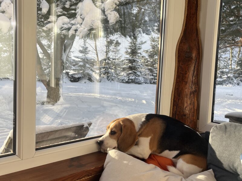 Zaginął pies rasy Beagle 01.01.2025 Skiper