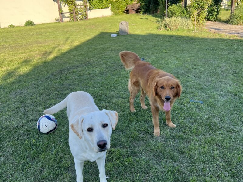 Zaginęły pieski Bobek i Simba