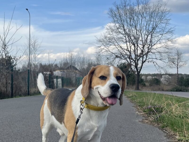 ZAGINĄŁ PIES SKIPER