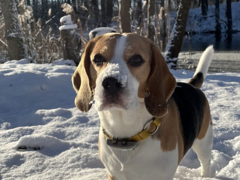 ZAGINĄŁ PIES SKIPER