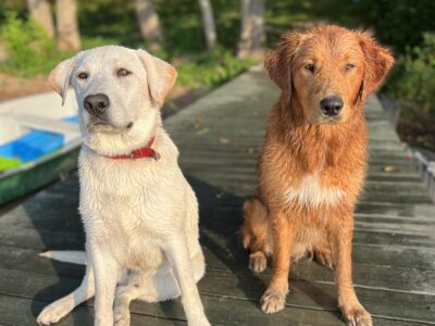 Zaginęły pieski Bobek i Simba
