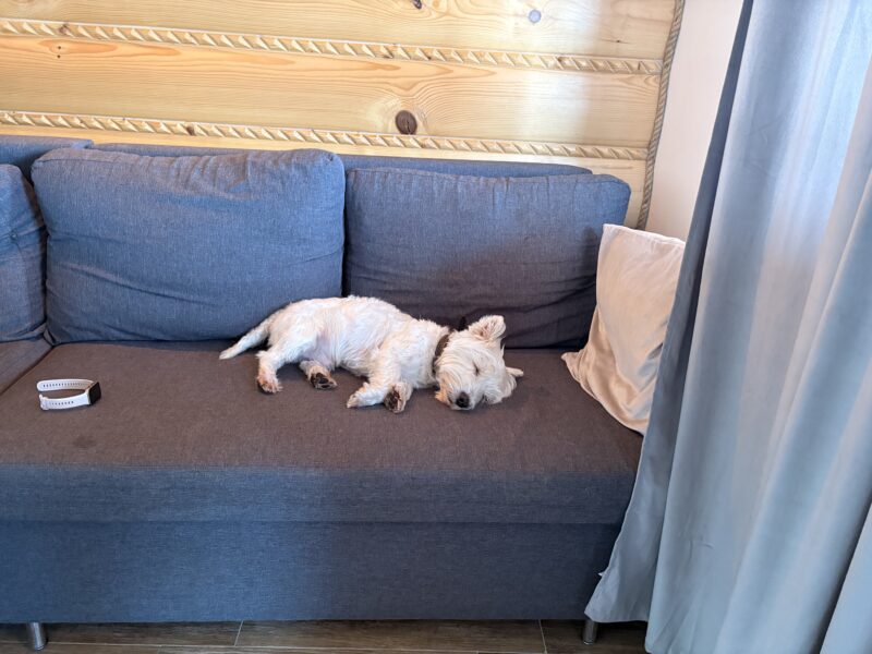 Zaginął West Terrier Polańczyk/Berezka/Solina