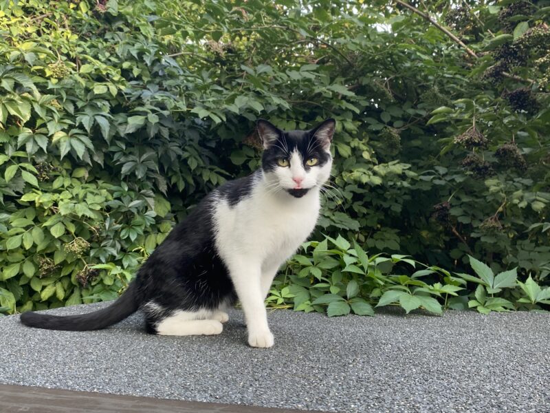 Zaginął Kot Kabanos