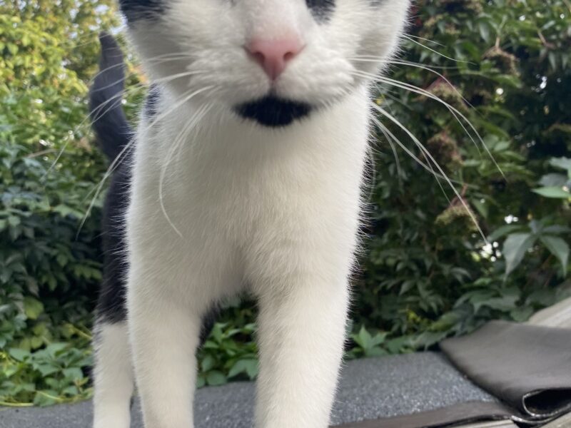 Zaginął Kot Kabanos