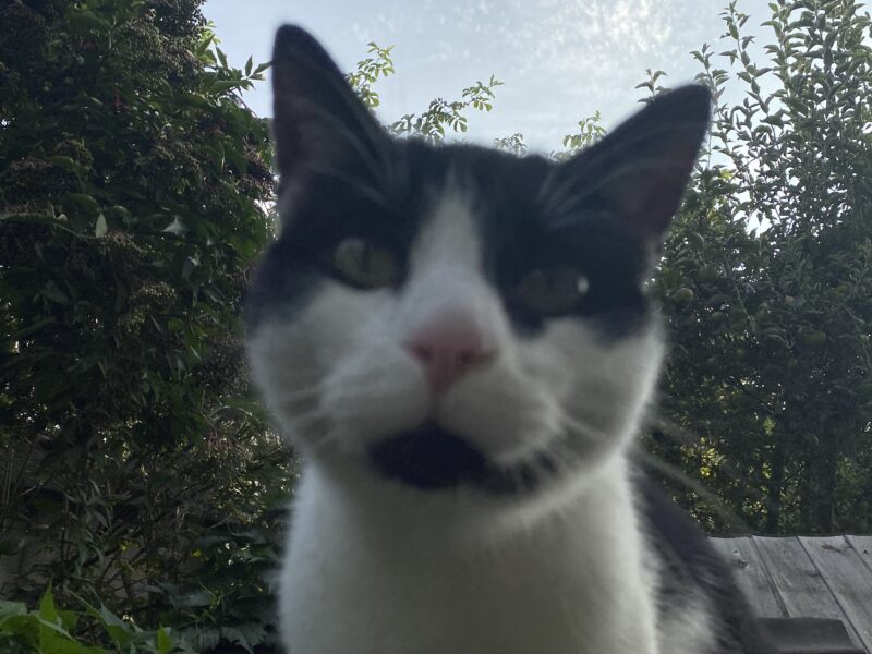 Zaginął Kot Kabanos