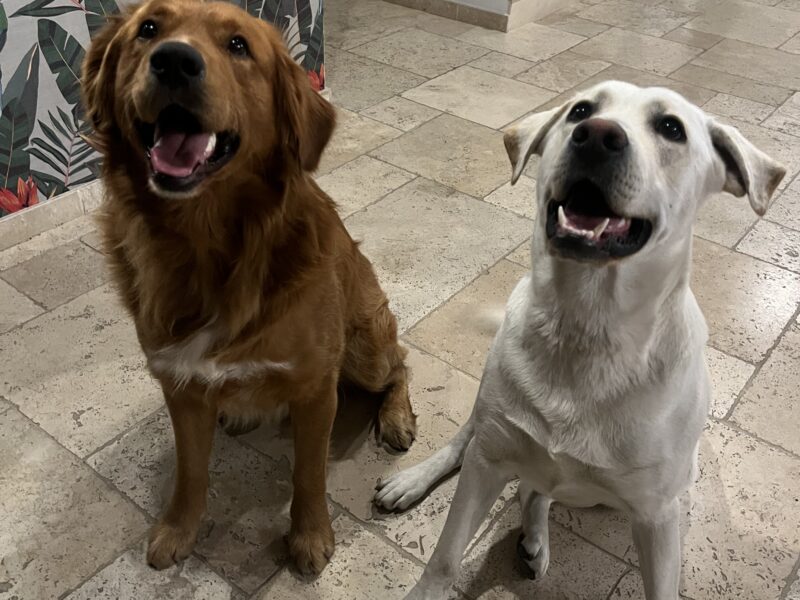 Zaginęły pieski Bobek i Simba