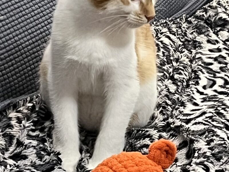 Zaginęła kotka Bagira