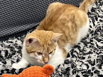 Zaginęła kotka Bagira