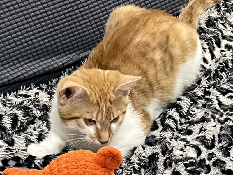 Zaginęła kotka Bagira