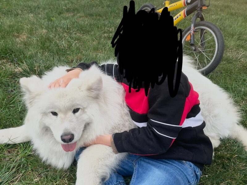 Zaginął biały samoyed