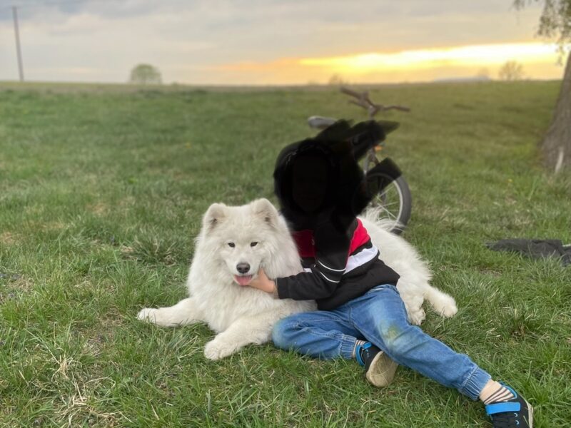 Zaginął biały samoyed