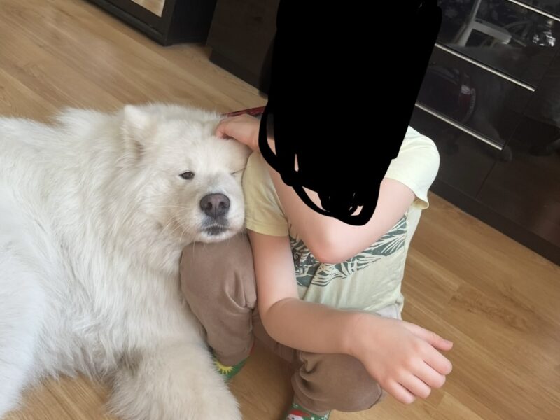 Zaginął biały samoyed
