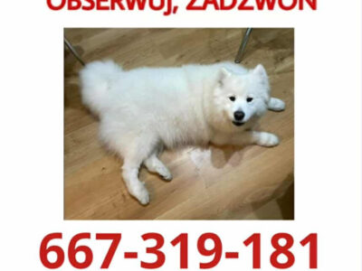 Zaginął biały samoyed