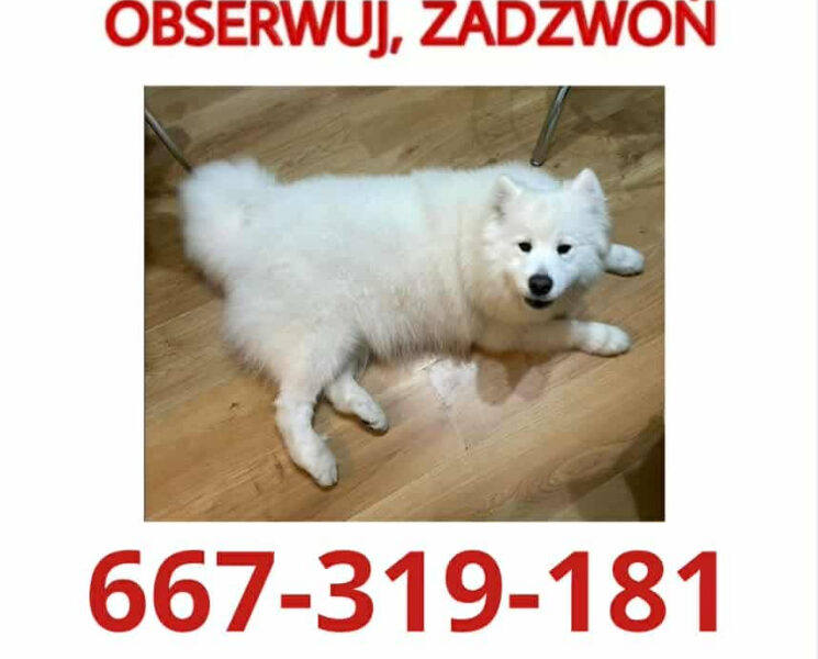 Zaginął biały samoyed