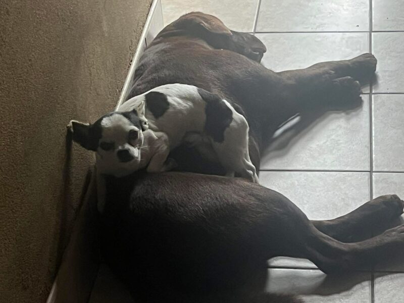 Szukamy Zenka i Bandziora