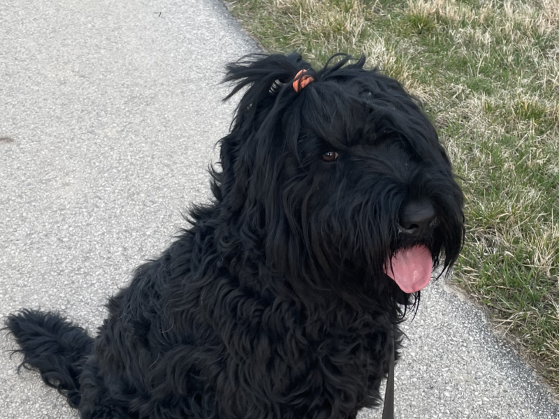 Zaginął czarny Terier rosyjski