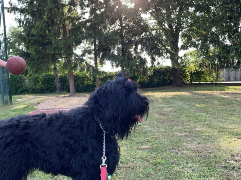 Zaginął czarny Terier rosyjski