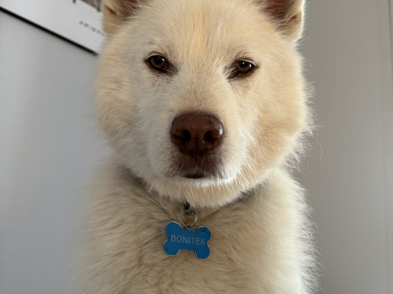 Zaginął starszy biały piesek