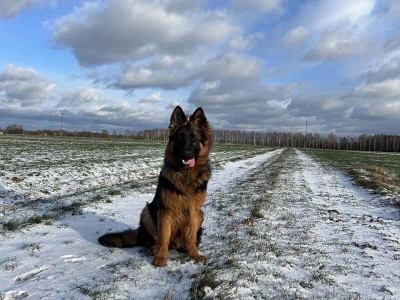 Zaginęła 9-miesięczna suczka Zyra