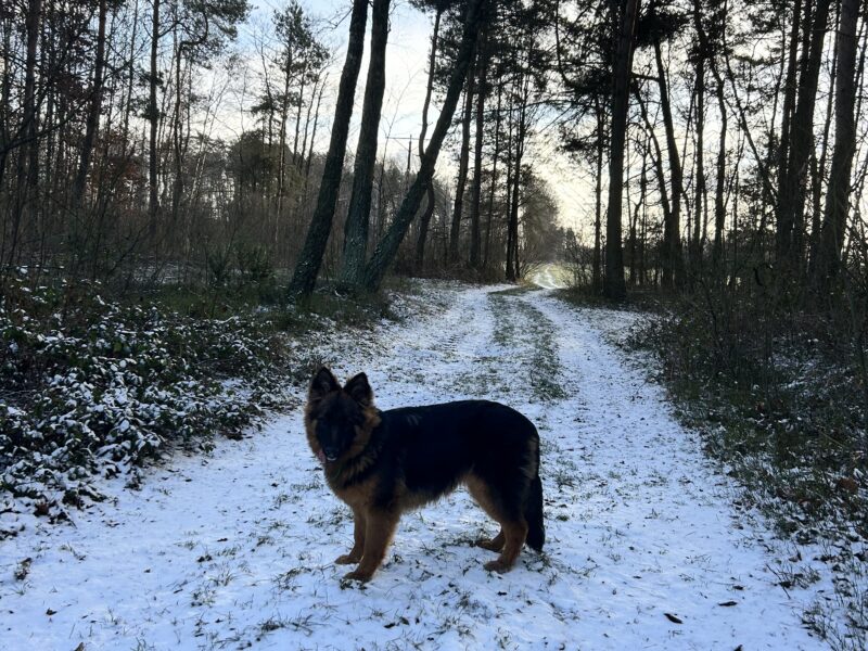 Zaginęła 9-miesięczna suczka Zyra