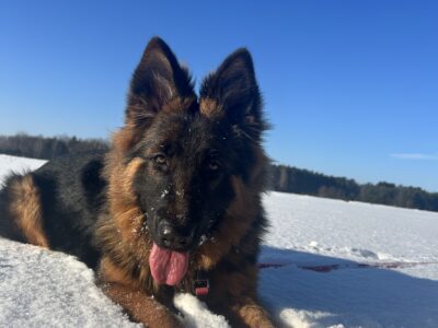 Zaginęła 9-miesięczna suczka Zyra