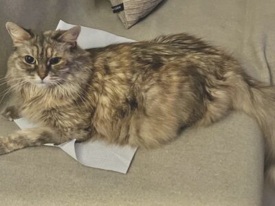 Zaginęła kotka Finka