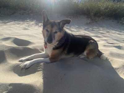 Zaginęła moja suczka Odi