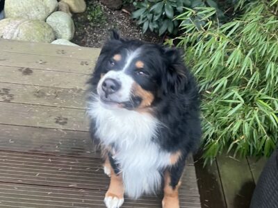 Zaginął pies Bercik