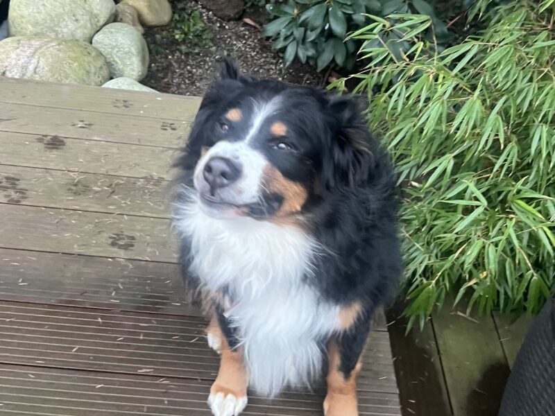 Zaginął pies Bercik